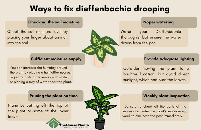 Ways to fix dieffenbachia drooping