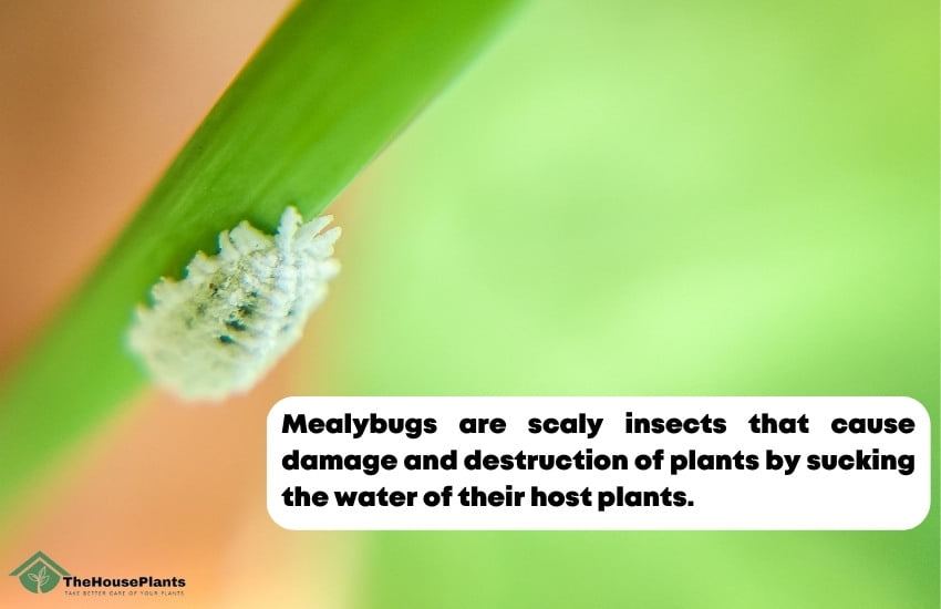 What are mealybugs?