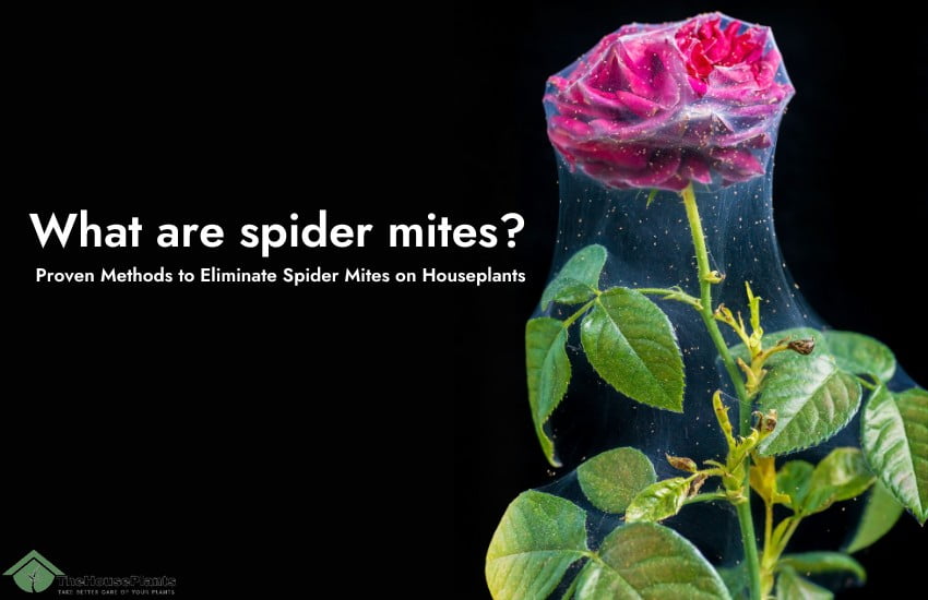 What are spider mites