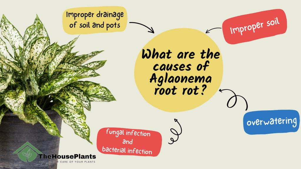 What are the causes of Aglaonema root rot?