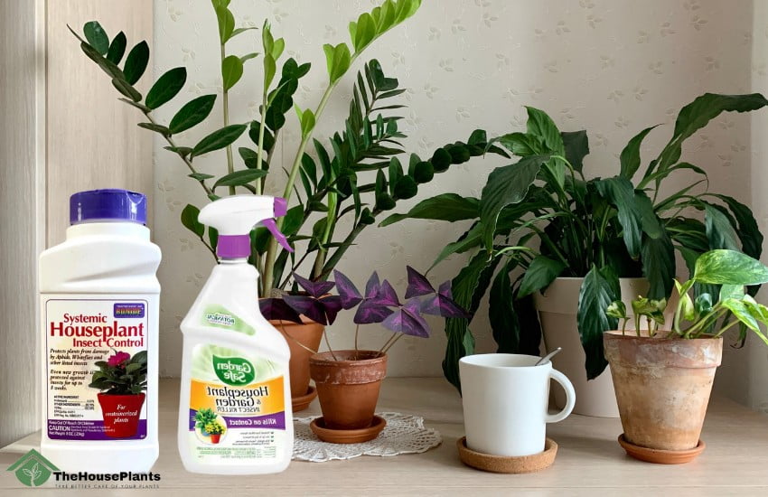 What is the best houseplant pesticide?