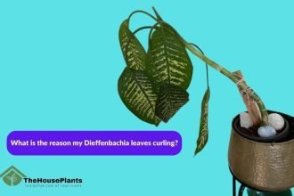 What is the reason my Dieffenbachia leaves curling?