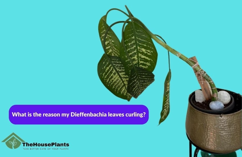What is the reason my Dieffenbachia leaves curling?
