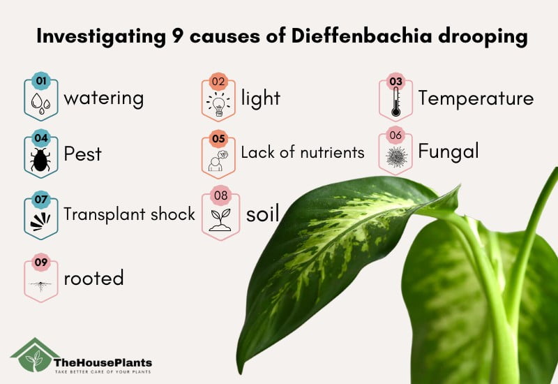 causes of Dieffenbachia drooping