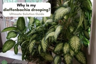 dieffenbachia leaves drooping