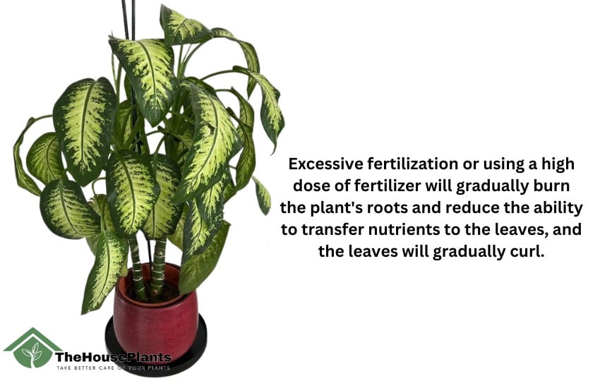 fertilization causes Dieffenbachia leaves to curl