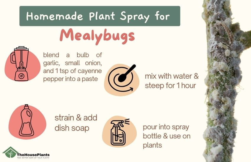 homemade plant spray for mealybugs