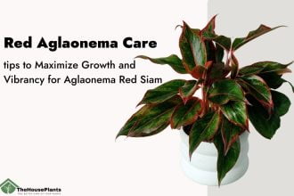 how to Red Aglaonema Care