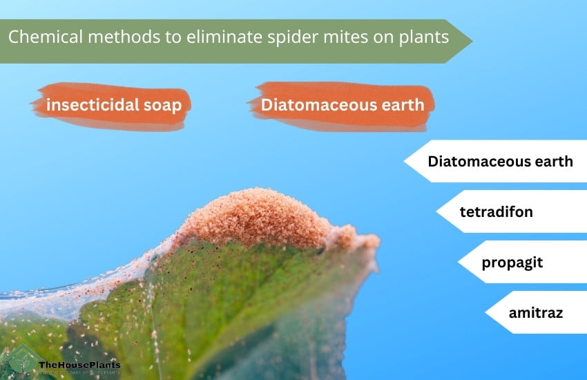 how to treat spider mites on houseplants