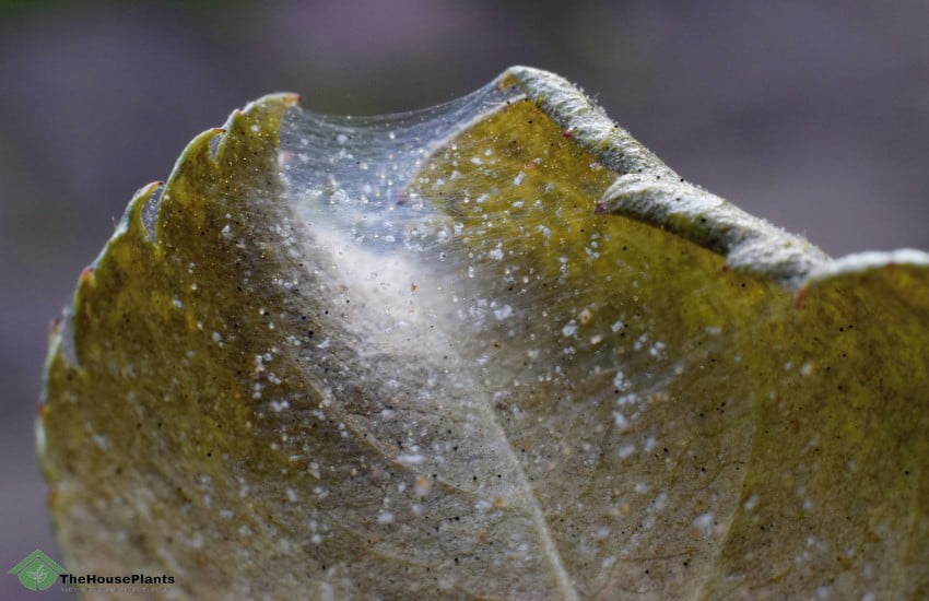 identify spider mites in houseplants