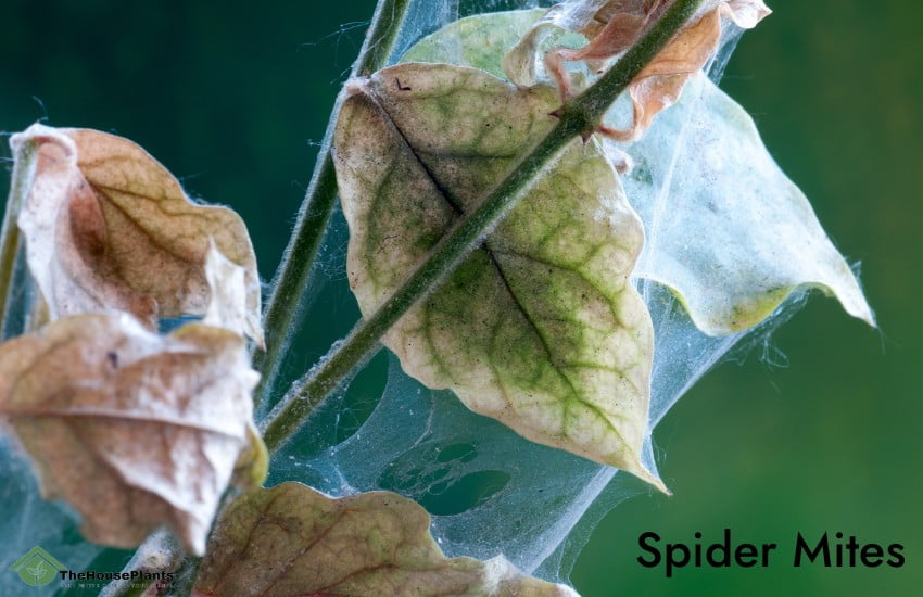 prevent spider mites on houseplants