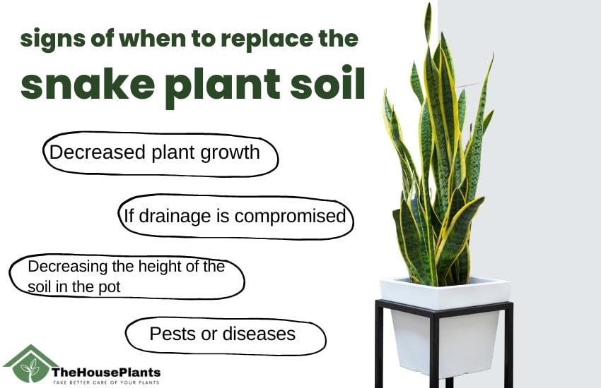 signs of when to replace the snake plant soil