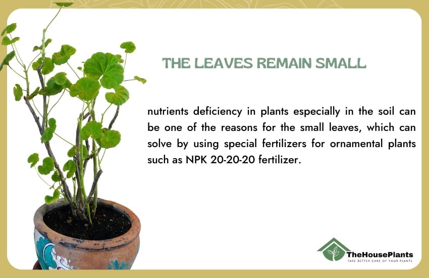 the leaves remain small