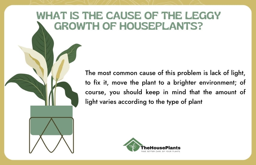 the leggy growth of houseplants