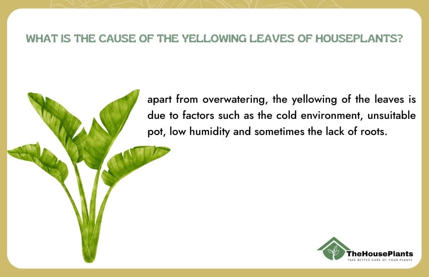 yellowing leaves of houseplants