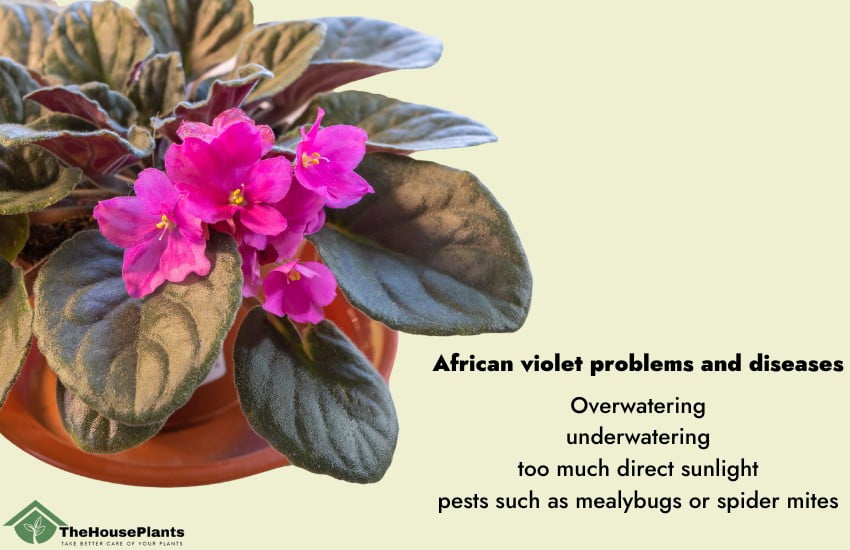 African violet problems and diseases