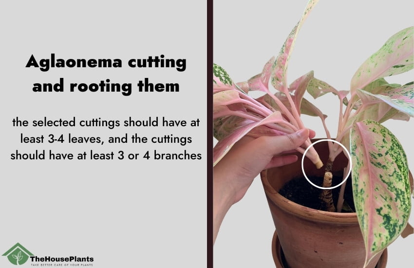 Aglaonema cutting and rooting them