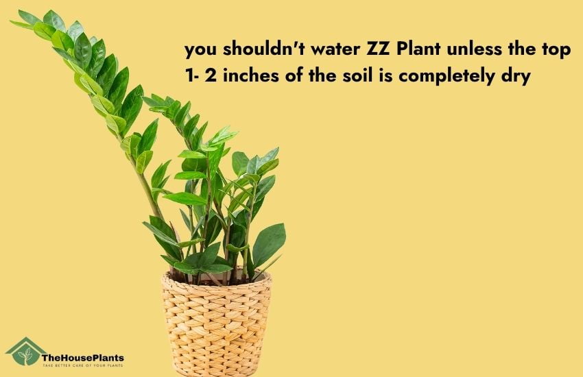 How often to water ZZ plant