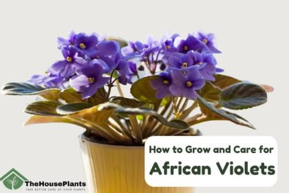 How to Care for African Violets