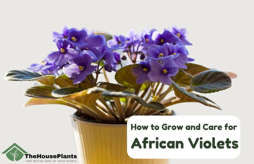 How to Care for African Violets