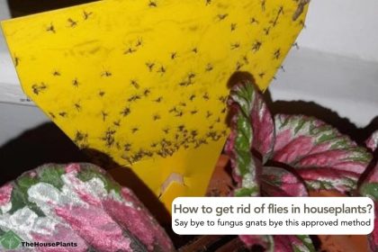 How to get rid of flies in houseplants
