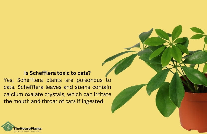 Is Schefflera toxic to cats