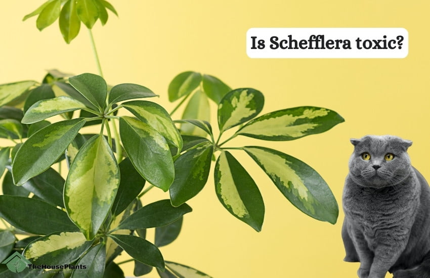 Is Schefflera toxic?