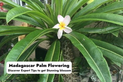 Madagascar Palm Flowering