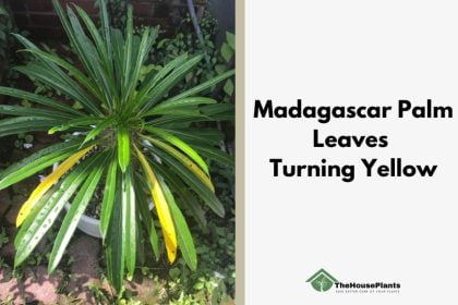 madagascar palm leaves turning yellow