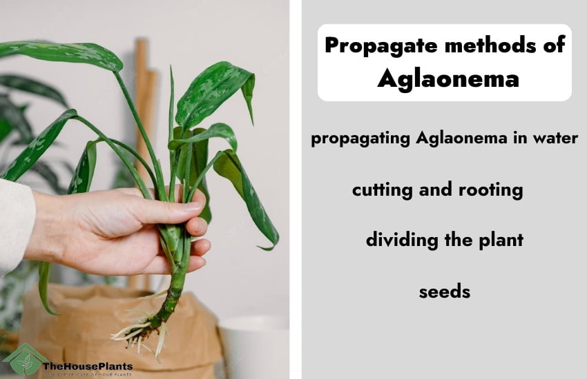 Propagate methods of
 Aglaonema