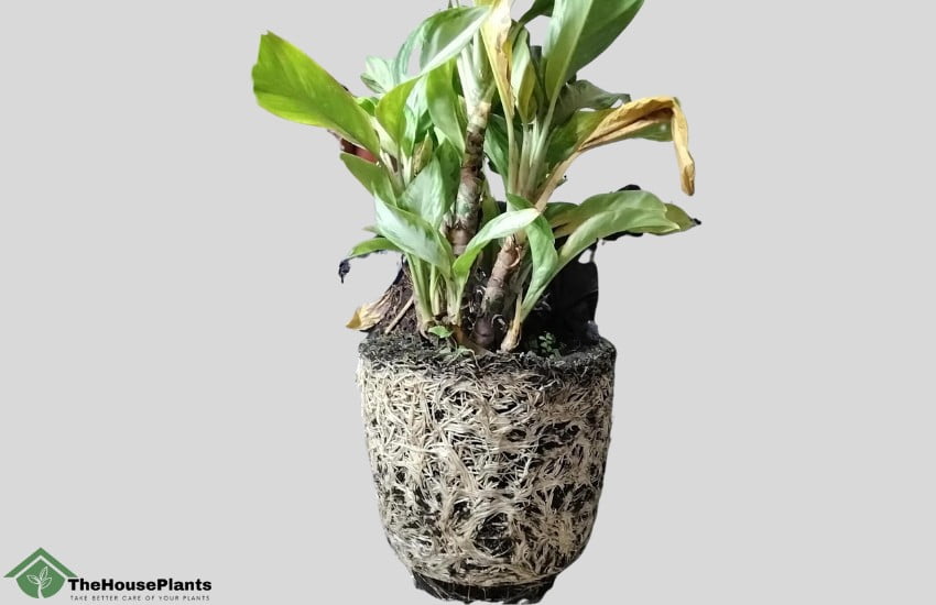 Propagation of aglaonema by dividing the plant