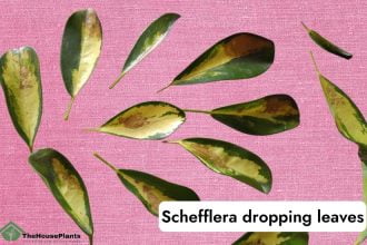Schefflera dropping leaves
