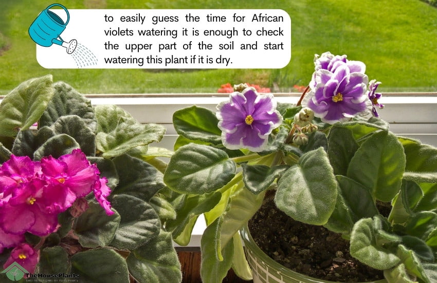 The best time for African Violets watering