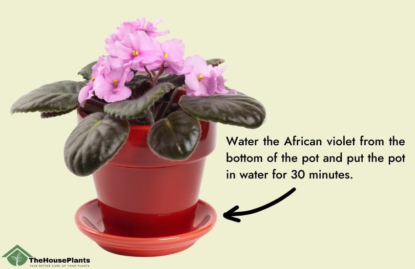 Watering African violets