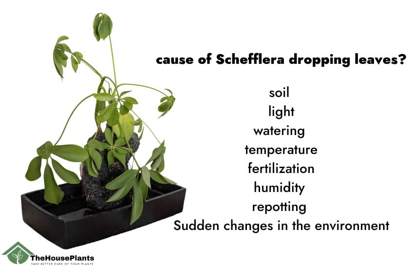 What is the cause of  Schefflera dropping leaves?
