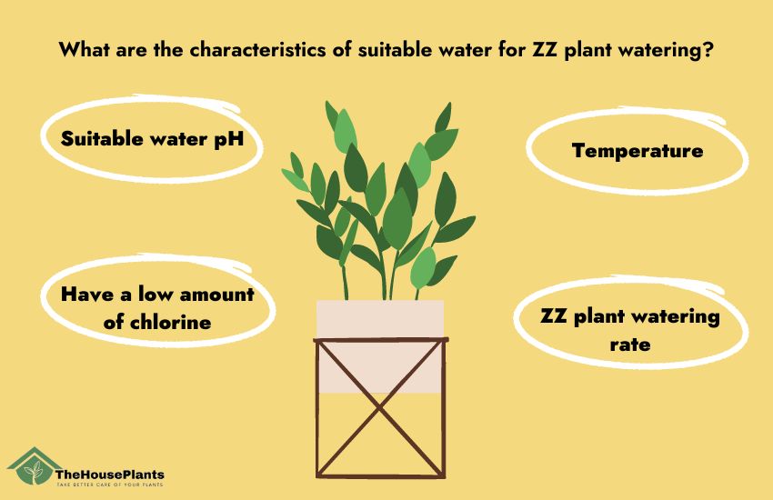 ZZ plant watering