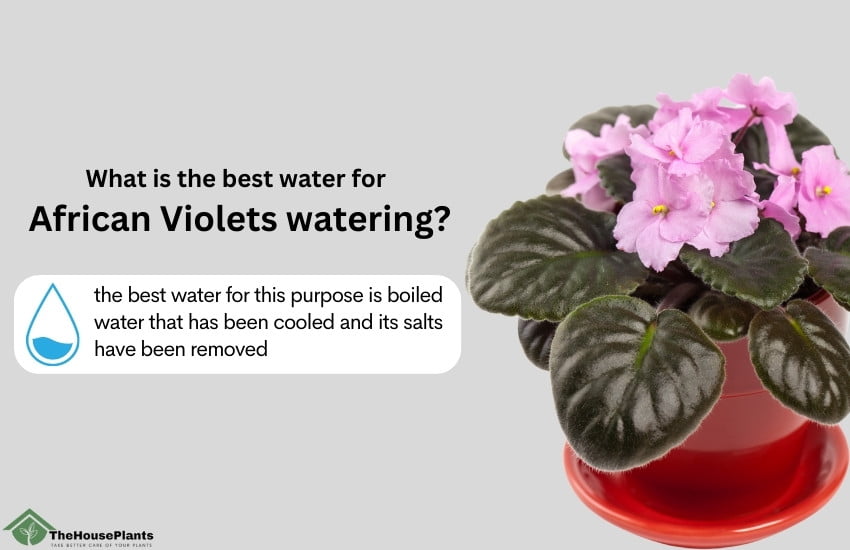 best water for African Violets watering