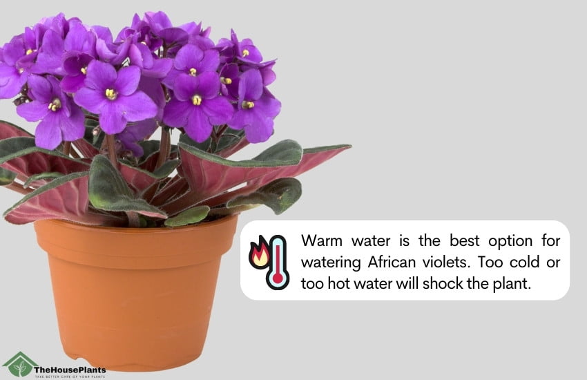 water temperature for African Violets