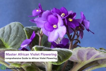 African Violet Flowering