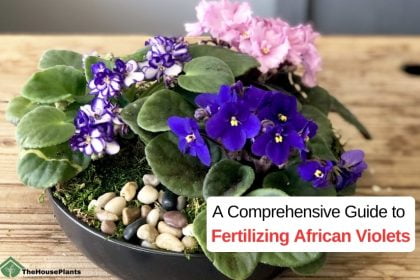 Fertilizing African violets