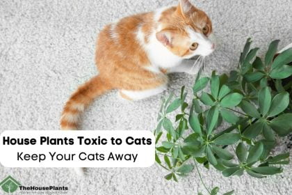 House Plants Toxic to Cats