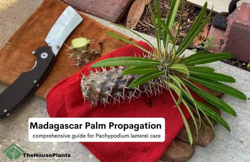 Madagascar Palm Propagation