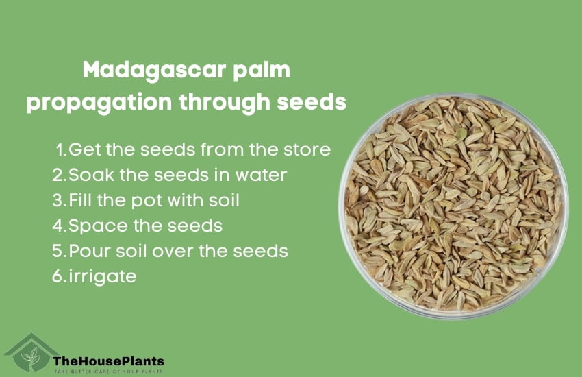 Madagascar palm propagation through seeds
