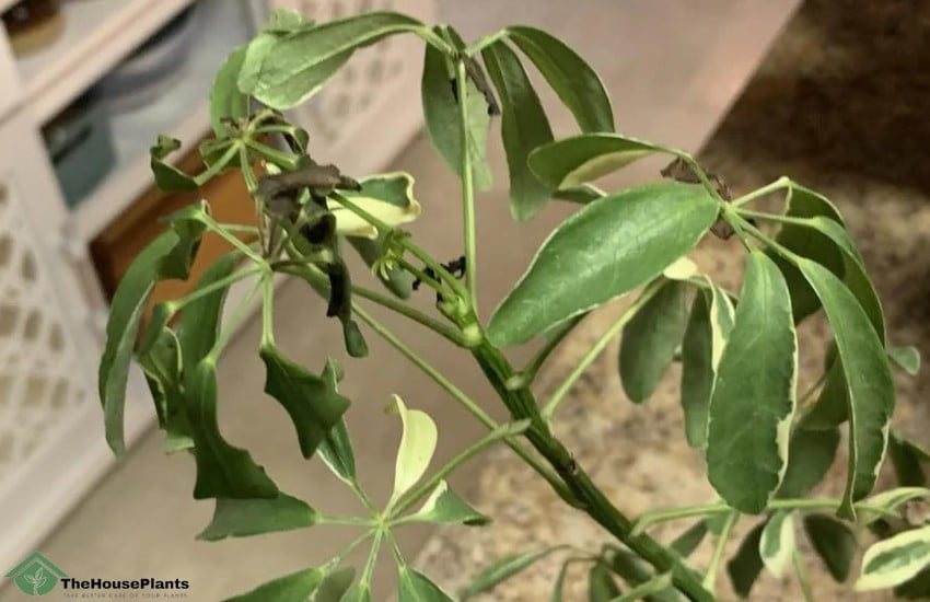Schefflera plant problems