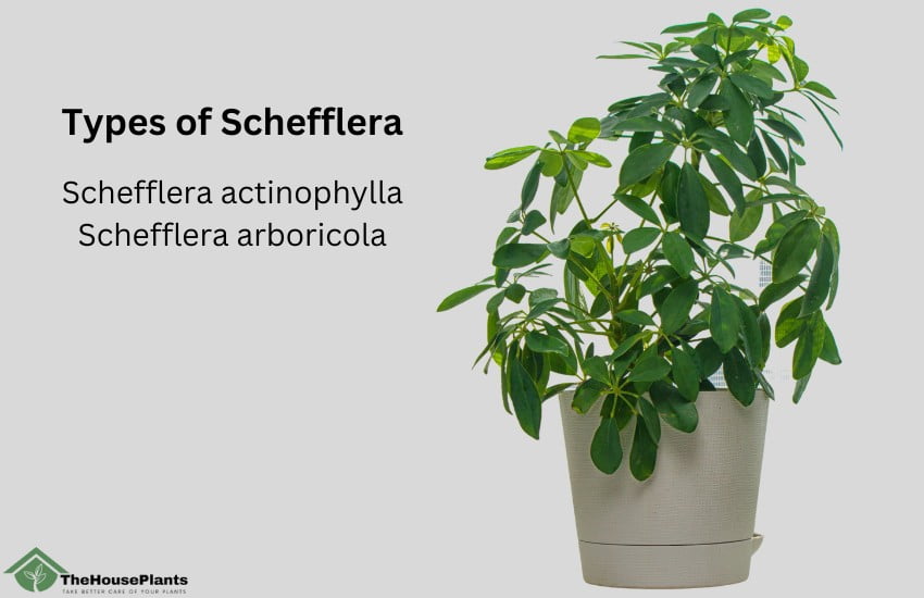 Types of Schefflera