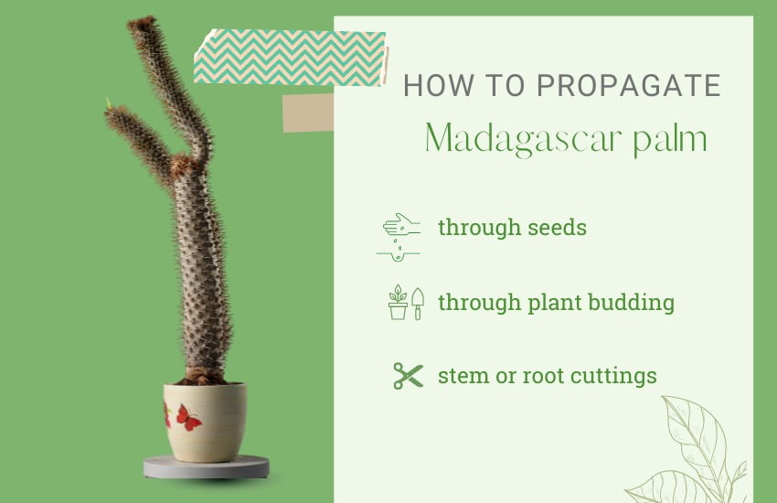 how to propagate Madagascar palm