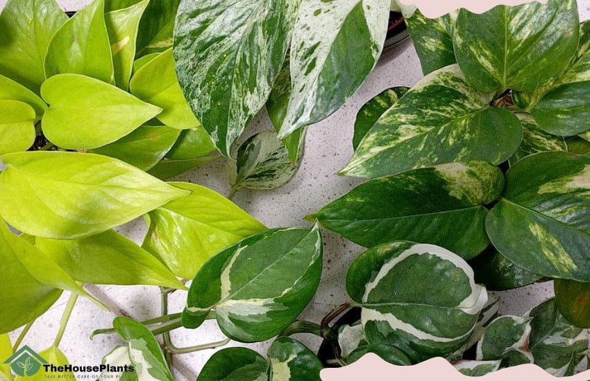 Care for Pothos - Different species of Pothos