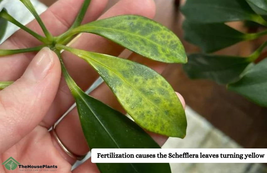 Fertilization causes the Schefflera leaves turning yellow