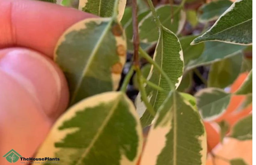 Ficus leaves turning brown Pests 