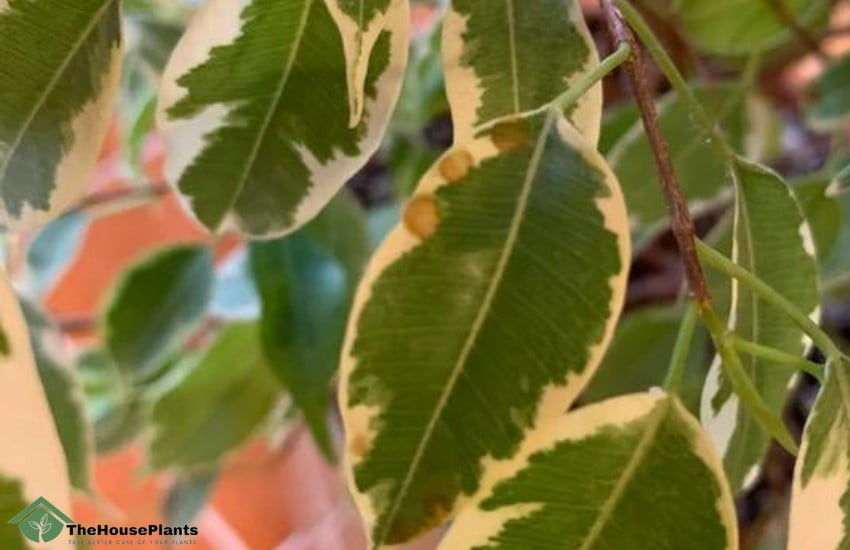 Ficus leaves turning brown